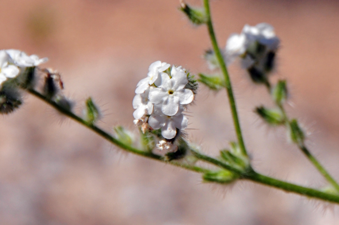 Bearded Cryptantha has white flowers in spikes curved over and resembling a scorpion’s tail. The flowering stems are often in pairs and the flowers are covered in stiff bristles slightly resembling beards. Cryptantha barbigera